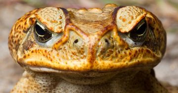 Cane toad found in Canberra (but it's not a plague)