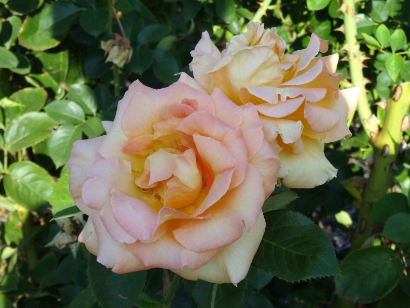 City of Goulburn Rose