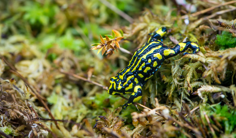 Southern Corroboree Frog withing Koscusizko National Park. Photo: NSW National Parks.