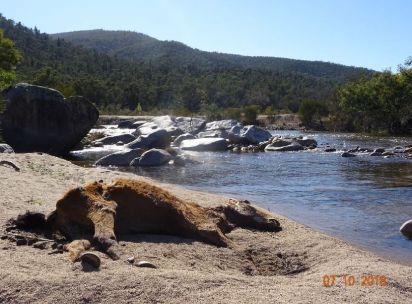 Pictures of dead horses and horses in poor condition have shocked many. Photo: Alison Swain.