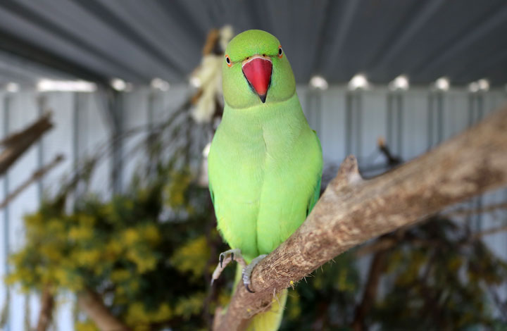 Green bird on perch