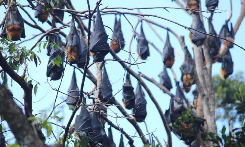 Flying fox "camped out" in Batemans Bay.