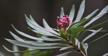 Ancient Monga magic in flower