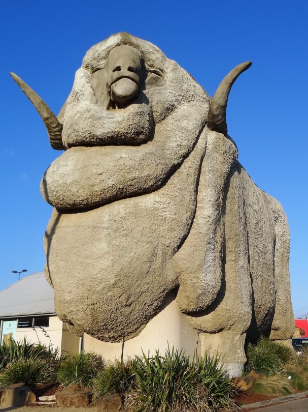 Rambo - The Big Merino