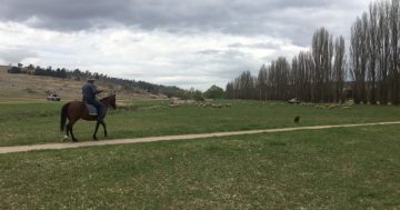 Ray's deep Monaro knowledge keeps his sheep going in dry times