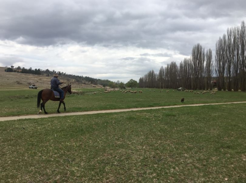 Working the flock, Ray Shingles with his dogs Cooly and Biddy and horse Bonnie. Photo: Ian Campbell.