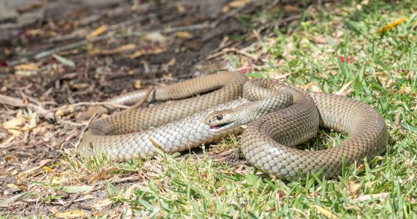 Snakes in the grass are on the move in Canberra and for once it’s not the politicians