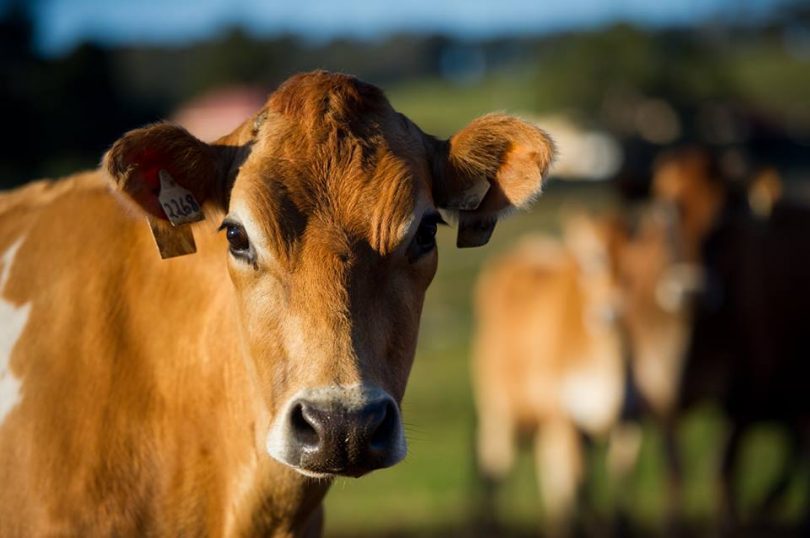 One of the girls from Tilba Real Dairy's 100 per cent jersey flock. Photo: Tilba Real Dairy.