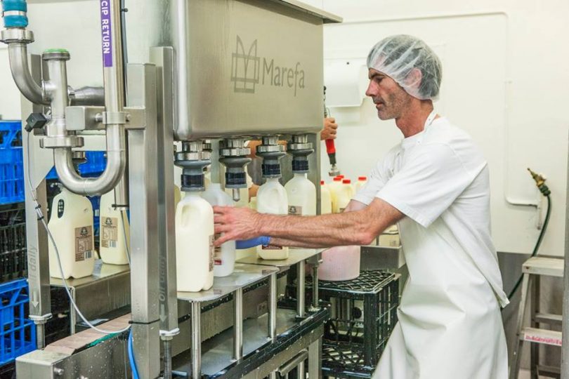 Part of the old bottling process. Photo: Tilba Real Dairy.