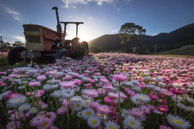 Mountain View Farm's Everlasting Daisies. Photo: David Rogers.