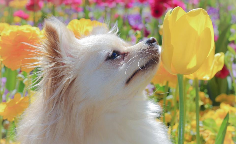 Floriade To Finish With A Super Dogs’ Day Out On Sunday 