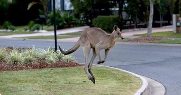 Would you eat a Canberra kangaroo?