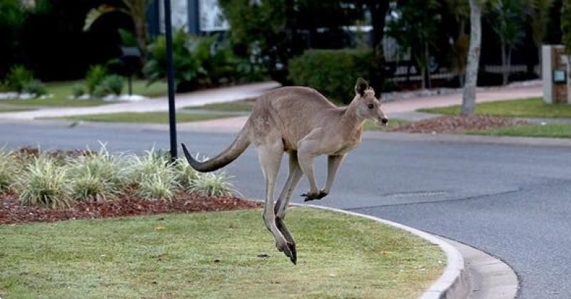 Why we are driving out kangaroos?