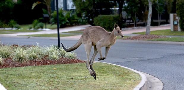 Kangaroo in the street