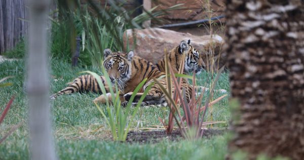 Meet new tiger cub sisters Melati and Mya at the National Zoo & Aquarium
