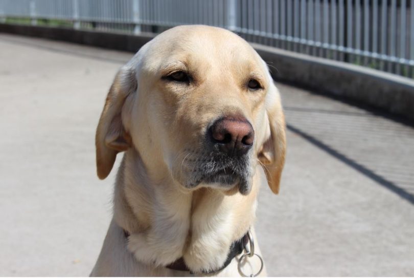 Felicia, Bega High School's dog. Photo: Ian Campbell.