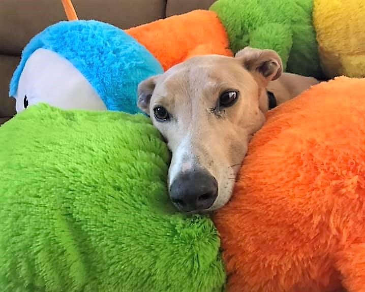 Butch’s tough guy demeanour is brought undone by his fluffy rainbow friend.