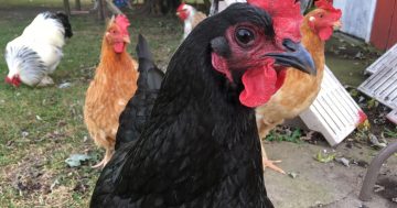 Chook Chat with Cheryl Nelson - backyard food and shelter