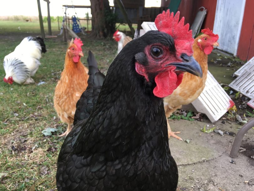 The Australorp was first bred in Cobargo. Photo: ShutterStock.