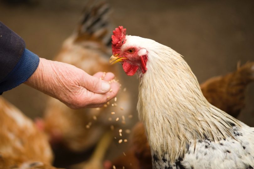 For many people, the gentle clucking and scratching of chooks at home is domestic bliss. Photo: ShutterStock.