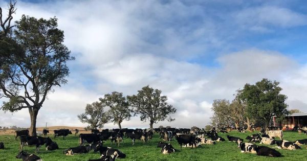 Dairy industry future up for discussion in Bega and Nowra