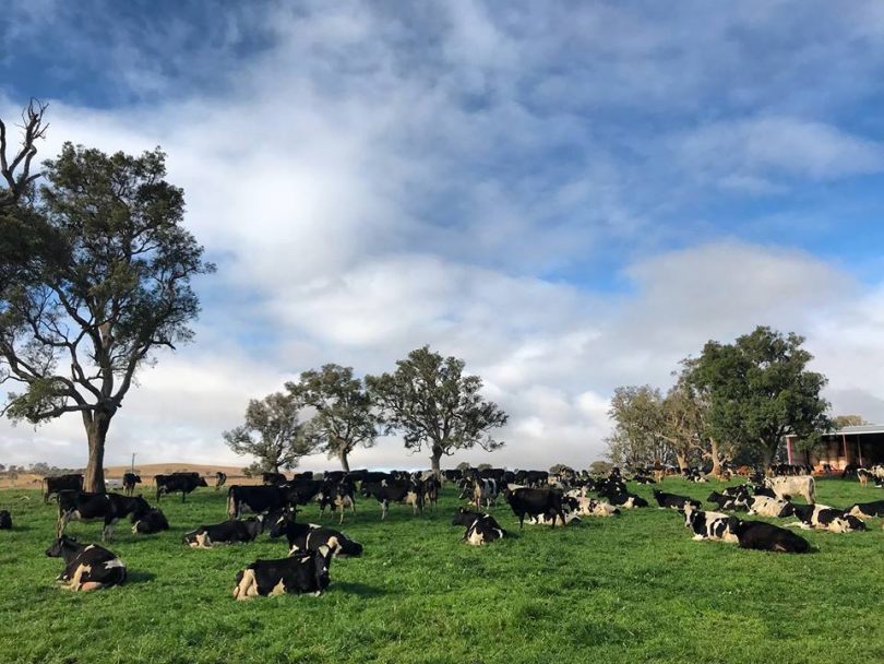 Dairy cows at Kanoona, south-west of Bega. Photo: Ancret Shipton.