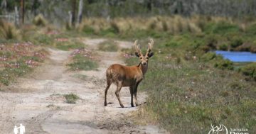 Deer hunting rules relaxed to assist farmers in Southern NSW