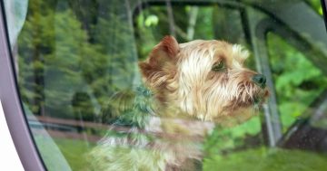 40 dogs rescued from cars in past year with Canberrans warned dogs can die in six minutes