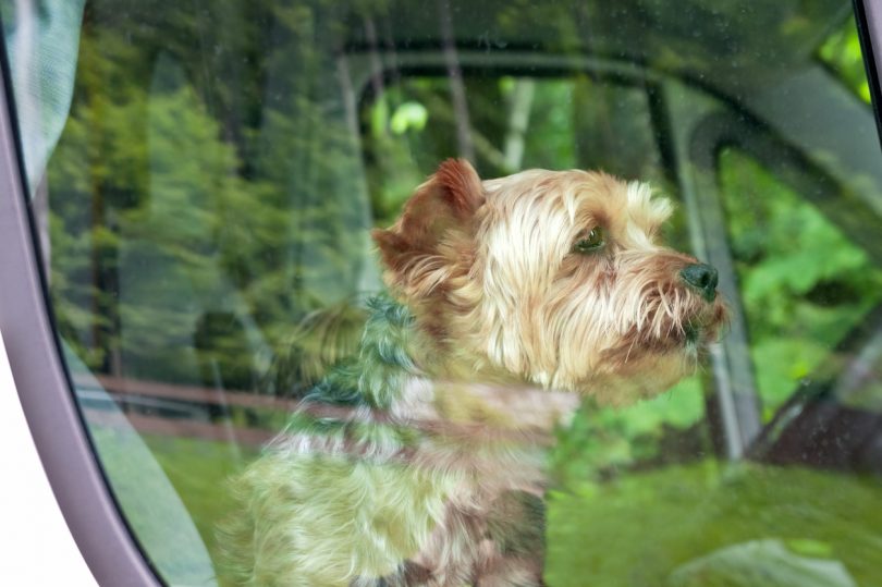 Dog terrier is behind the glass car