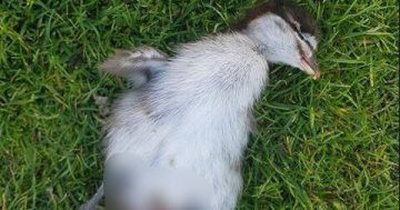 Outrage at killing of duck and ducklings on Gold Creek golf course