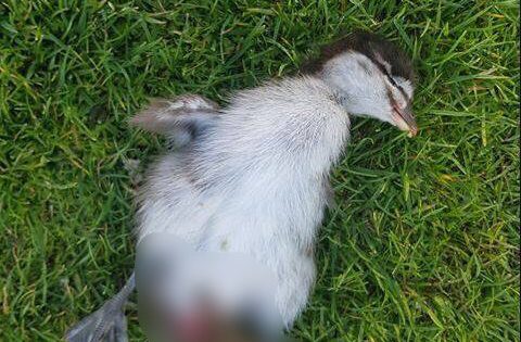 Outrage at killing of duck and ducklings on Gold Creek golf course