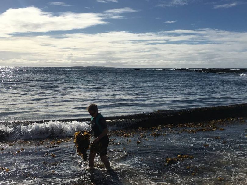 Jo Lane out collecting seaweed. Photo: Sea Health Products Facebook.