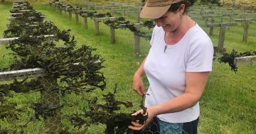 Eurobodalla 'kelp lady' to investigate local seaweed farming