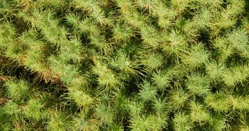 Nine millionth pine seed planted as Tumut nursery wraps up sowing season