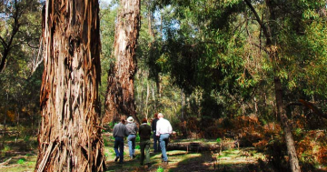 Canberra Day Trips: 5 ways to have fun at Tallaganda National Park