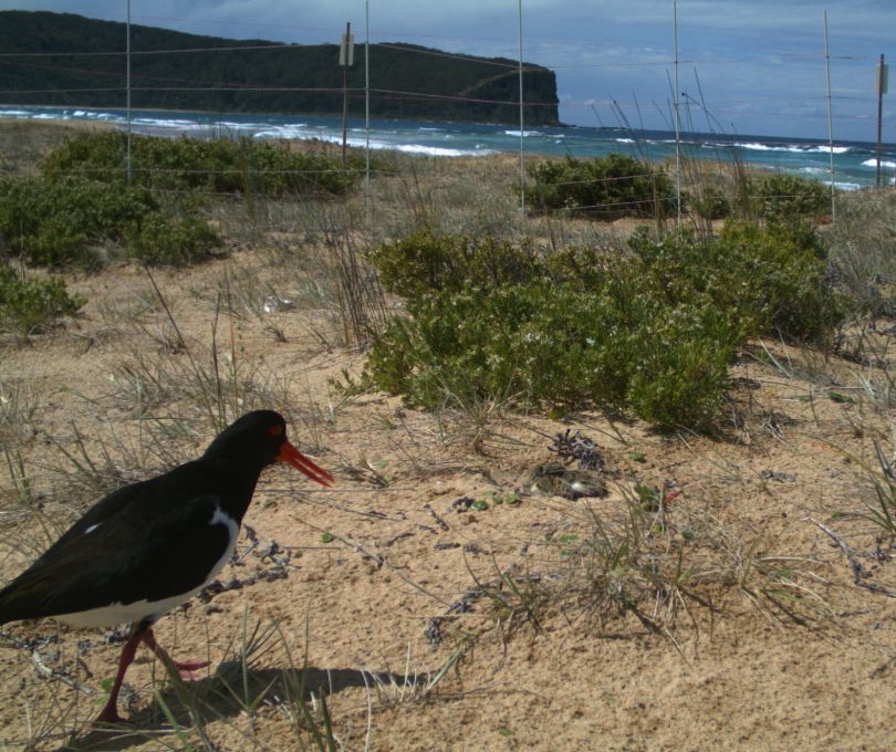 A Pied Oystercatcher. There are fewer than 70 Hooded Plovers, 250-300 breeding pairs of Little Terns and 200 pairs of Pied Oystercatchers in NSW. Photo: John Perkins.