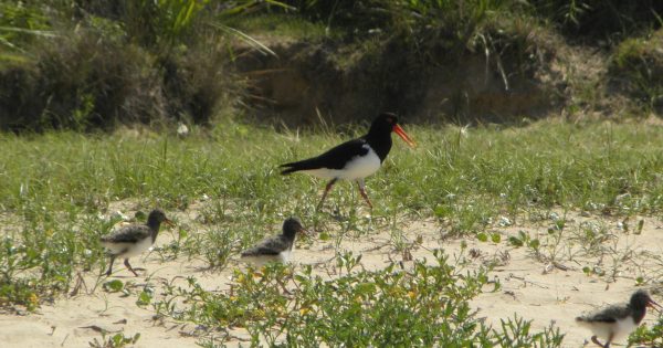 The love and lottery of shorebird recovery on the Far South Coast