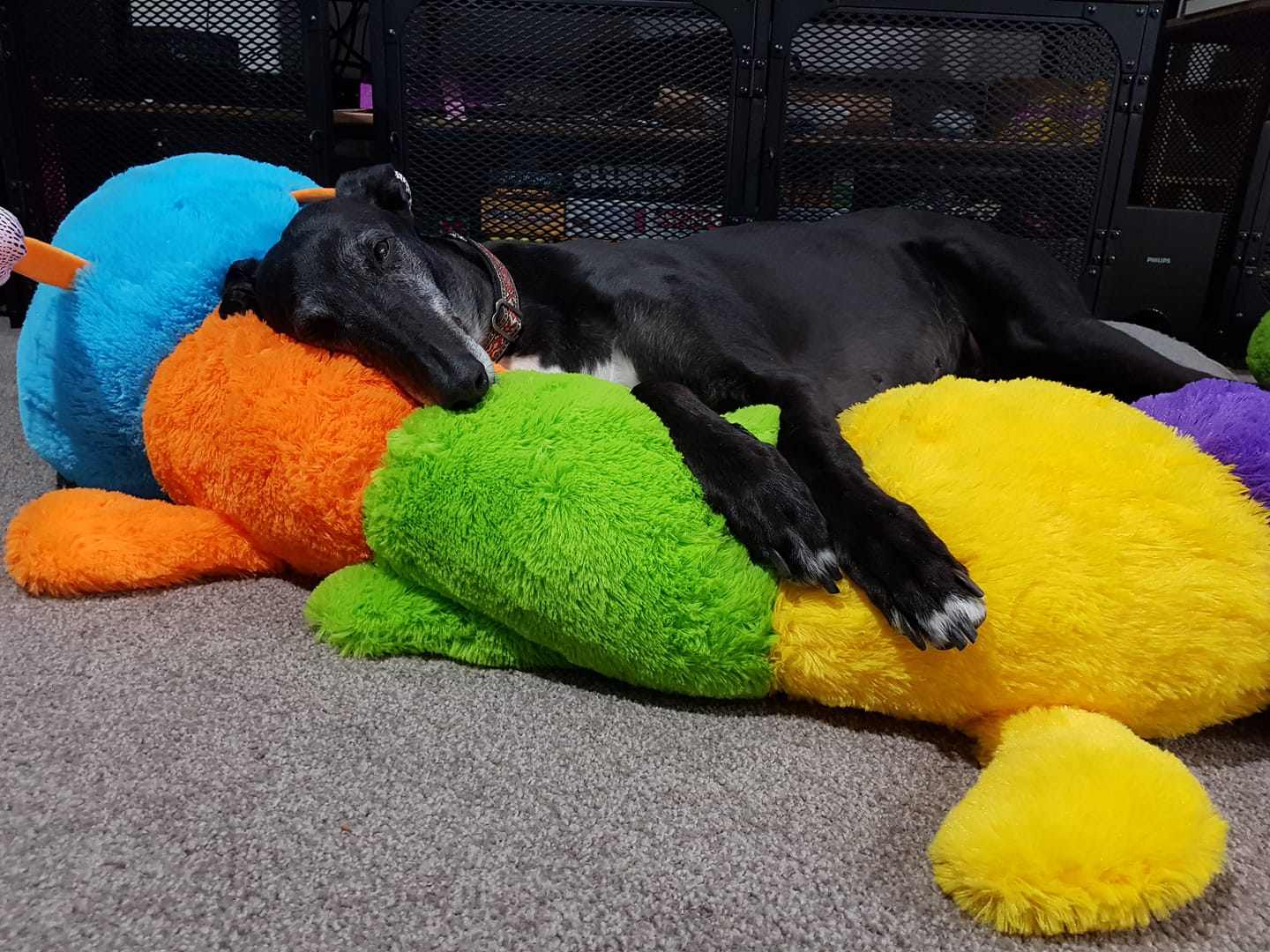 Both Trudy and her Cuddlepillar have found a very happy home.