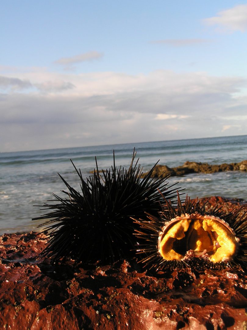 Keith Browne suggests letting urchin roe melt onto a hot steak, or battering it in tempura and deep frying. Photo: South Coast Sea Urchins.