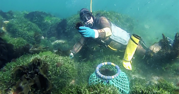 Pambula sea urchin business taking local reefs from barren to balanced