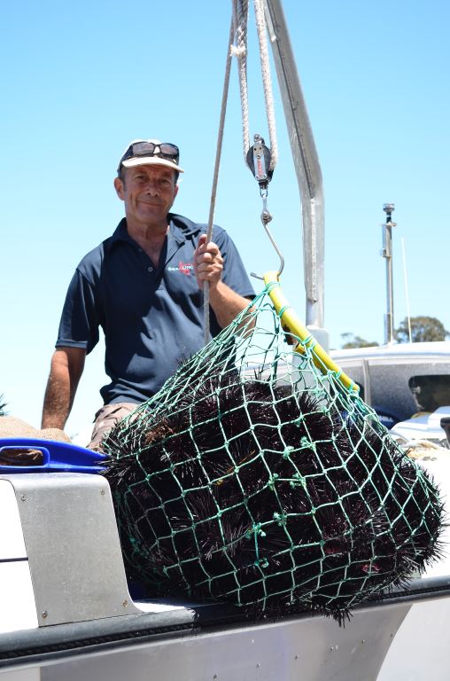 All in a days work, Andrew Curtis in Eden. Photo: South Coast Sea Urchins.