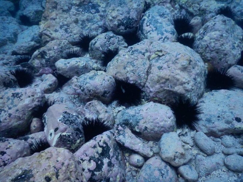 Purple urchins common on the Far South Coast of NSW have been in plague proportions since the 90’s. Photo: Bill Barker, Nature Coast Marine Group.