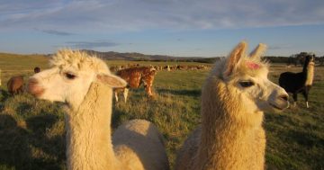 Canberra Day Trips: Love llamas? Adore alpacas? Check out these three destinations