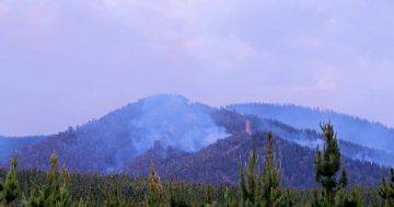 Police look for driver of stolen burnt-out vehicle that sparked Pierce's Creek bushfire