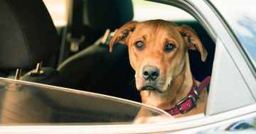 New laws aimed at curbing dog attacks and keeping animals safe