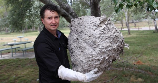 Canberrans urged to report European wasp sightings as hibernation draws to an end