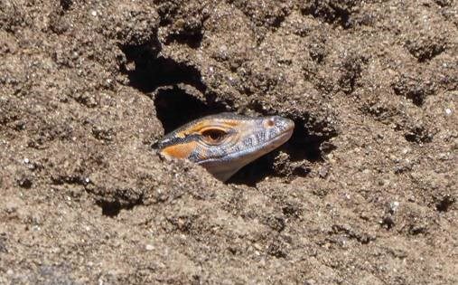 Citizen science project captures rare goannas emerging from termite mound nest
