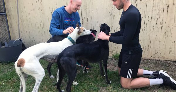 Two Canberra mates on an ultra-marathon mission to help re-home retired greyhounds