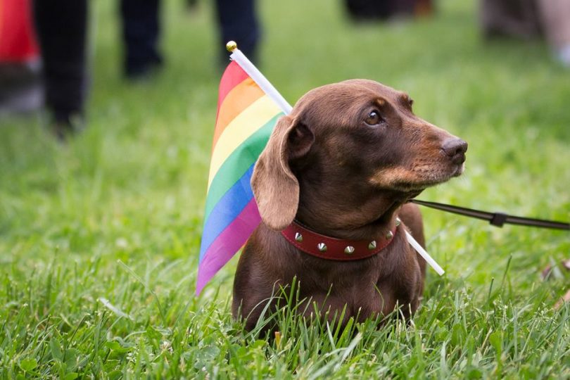 dog in rainbow pet parade