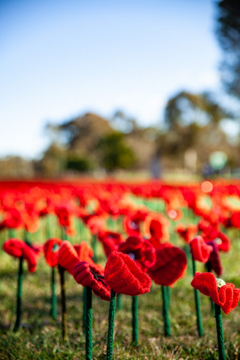 poppies.